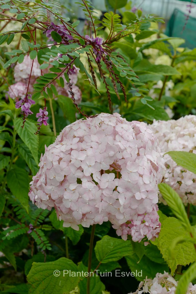 Hydrangea arborescens ‘Candybelle Pink Lollipop’
