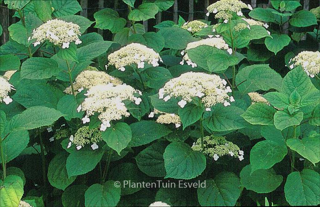 Hydrangea arborescens ‘Dardom’ (WHITE DOME)