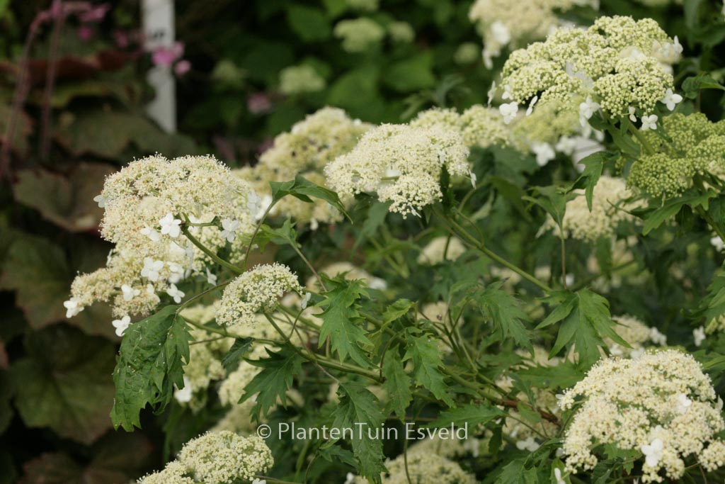 Hydrangea arborescens ‘Emerald Lace’