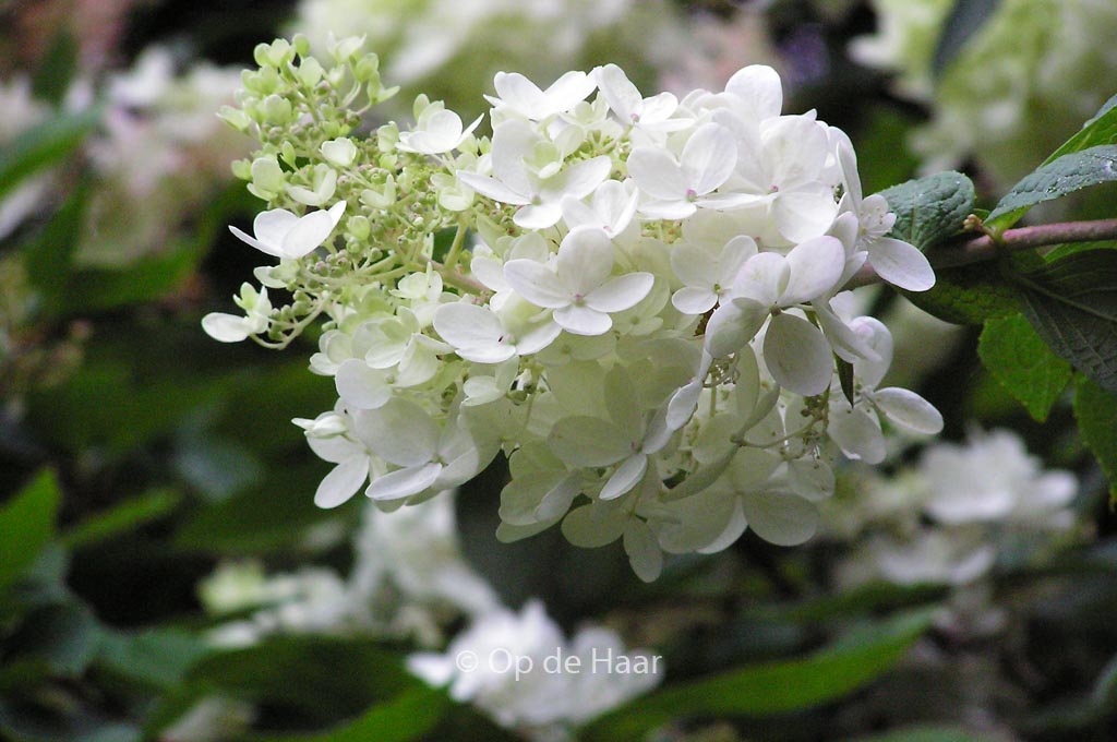Hydrangea arborescens ‘Grandiflora’