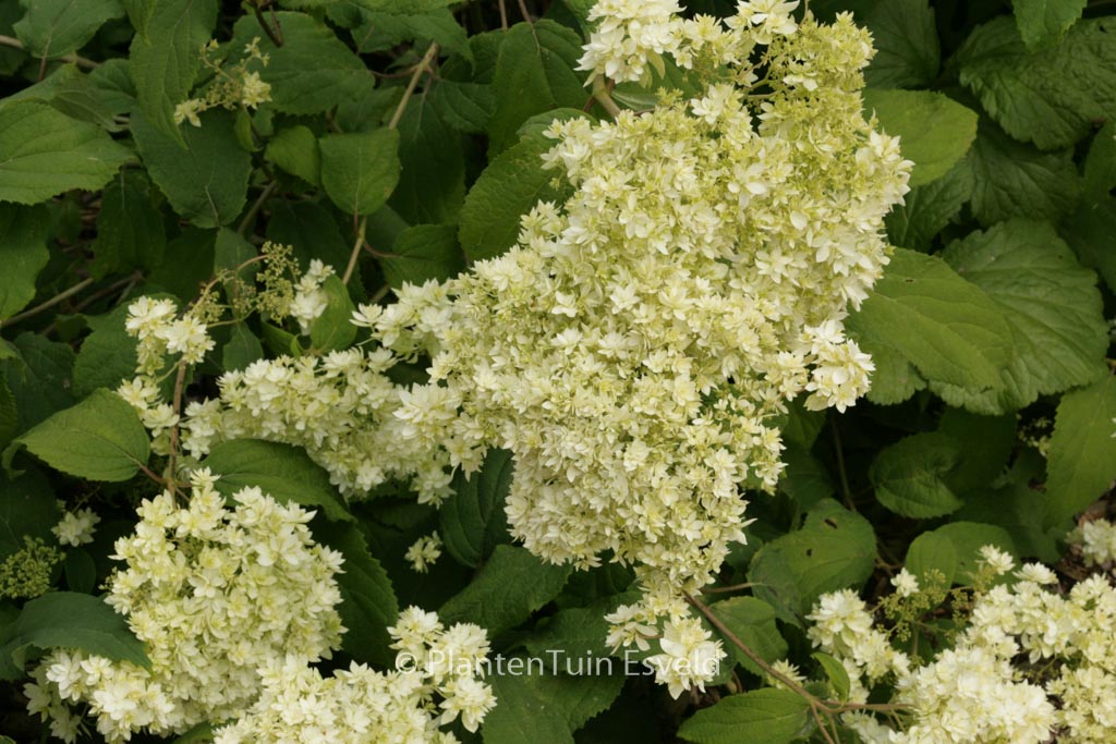 Hydrangea arborescens ‘Hayes Starburst’ (HOVARIA)