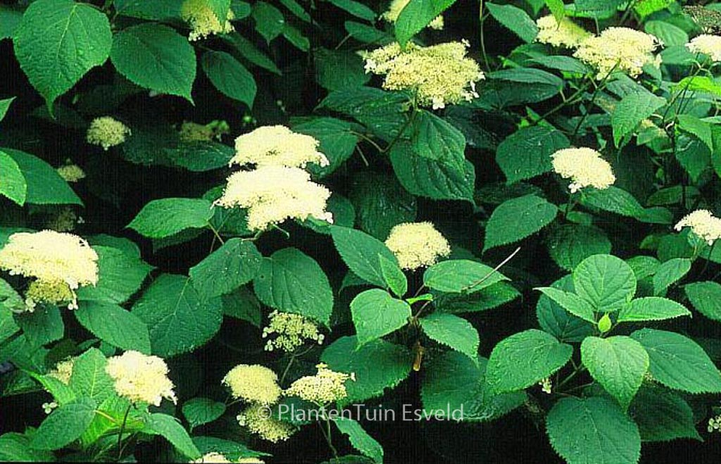 Hydrangea arborescens ‘Hill of Snow’