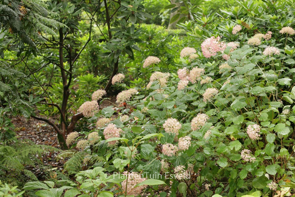 Hydrangea arborescens ‘NCHA2’ (PINK ANNABELLE)