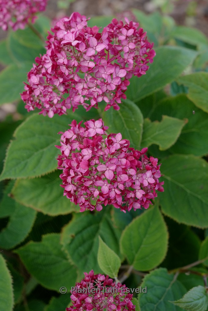 Hydrangea arborescens ‘NCHA3’ (RUBY ANNABELLE)