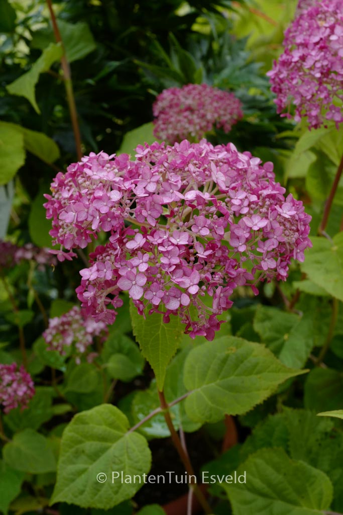 Hydrangea arborescens ‘NCHA4’ (SWEET ANNABELLE)