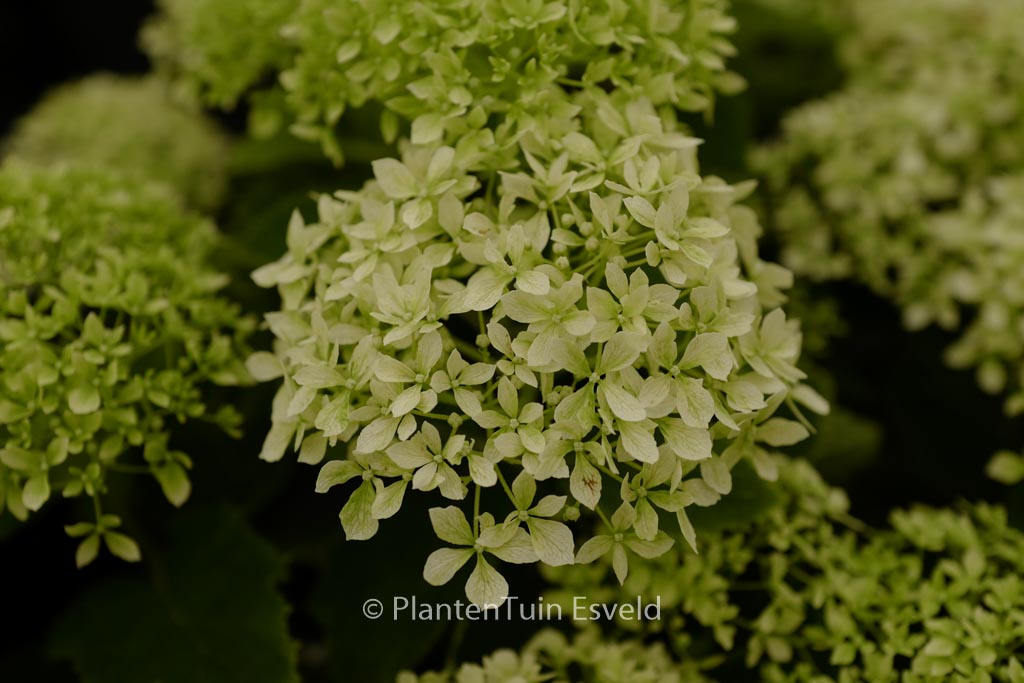 Hydrangea arborescens ‘NCHA8’ (BellaRegazza Limetta)