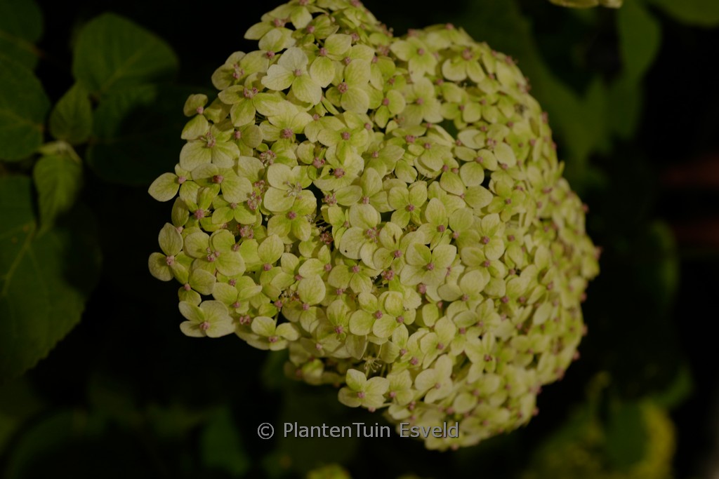 Hydrangea arborescens ‘SMNHRL’ (SUBLIME ANNABELLE)