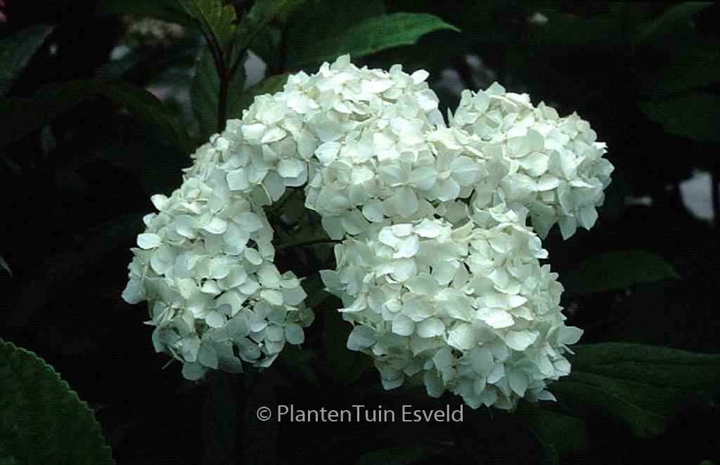 Hydrangea arborescens ‘Visitation’