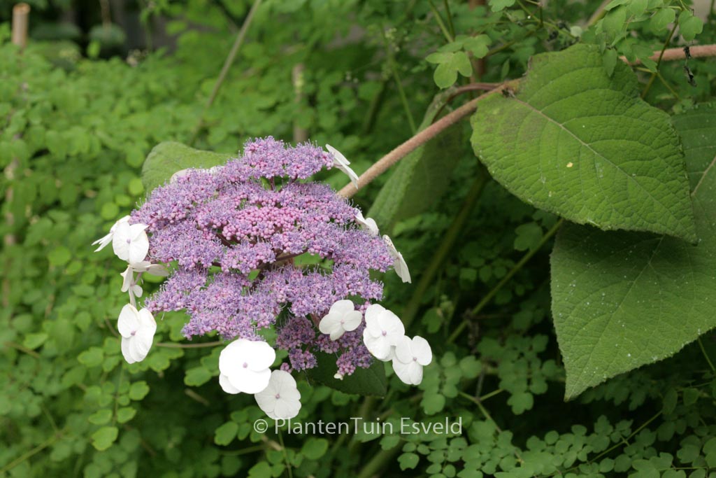 Hydrangea aspera ‘Bellevue’