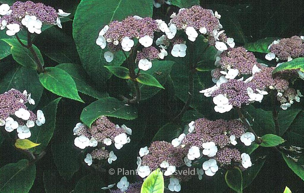 Hydrangea aspera ‘Farrall’