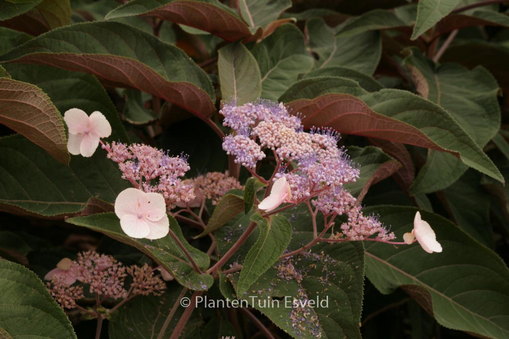 Hydrangea aspera ‘Haopr012’ (HOT CHOCOLATE)