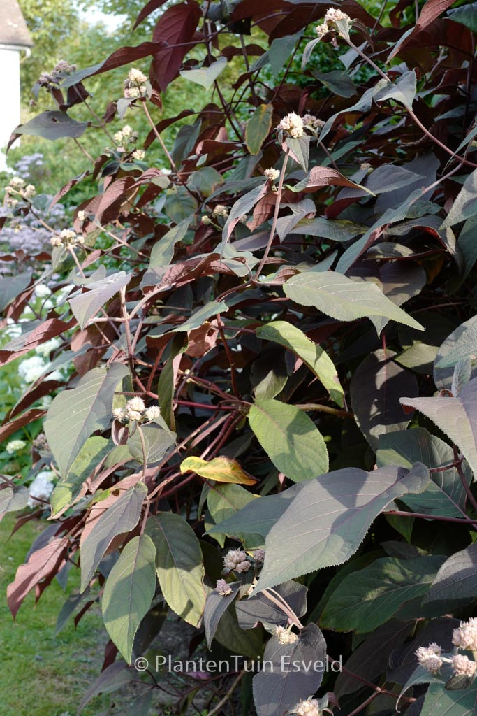 Hydrangea aspera ‘Koki’ (PLUM PASSION)