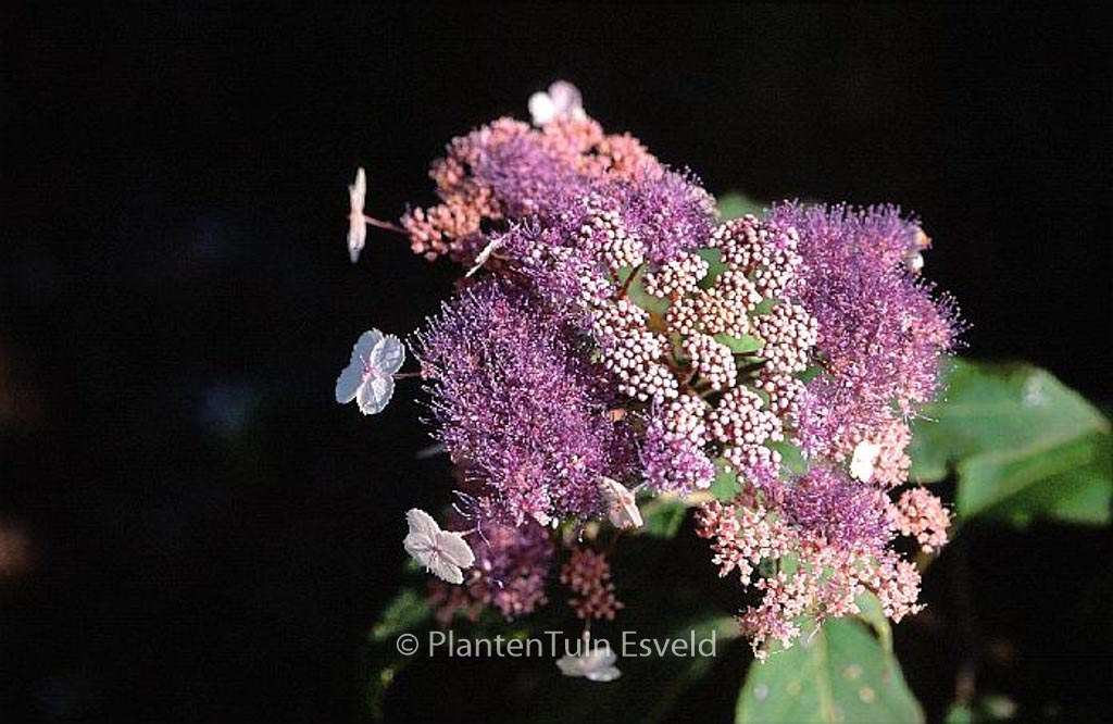 Hydrangea aspera ‘Pink Giant’