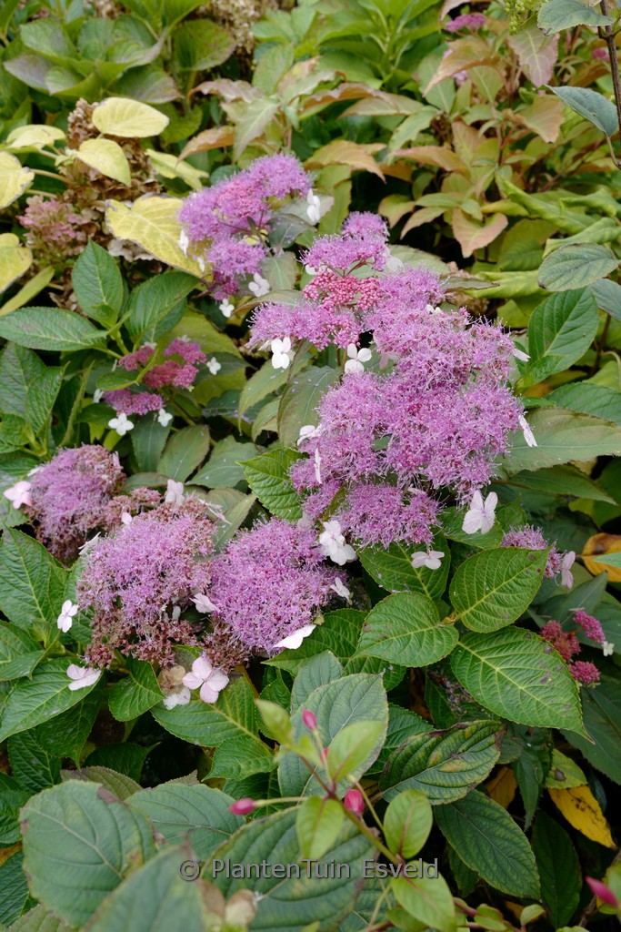 Hydrangea aspera ‘Rosemary Foster’