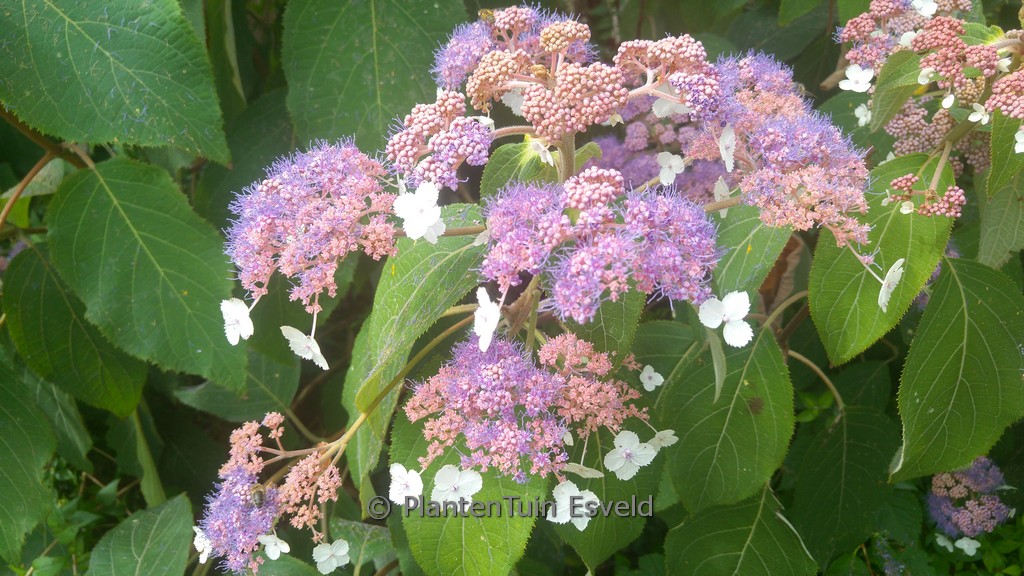 Hydrangea aspera ‘Taiwan Pink’