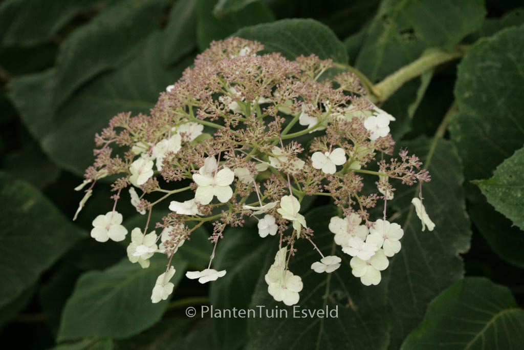 Hydrangea aspera sargentiana