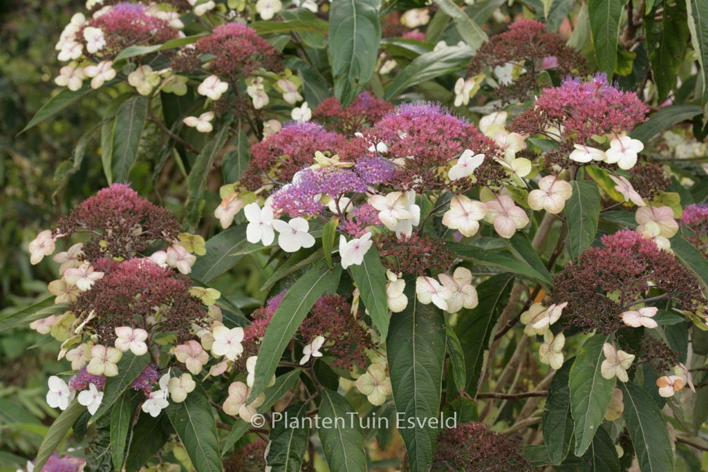 Hydrangea aspera strigosa