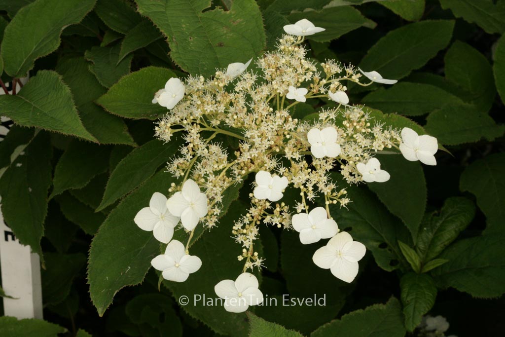 Hydrangea heteromalla ‘Jermyn’s Lace’