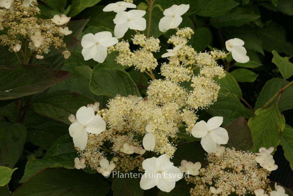 Hydrangea heteromalla ‘Morrey’s Form’