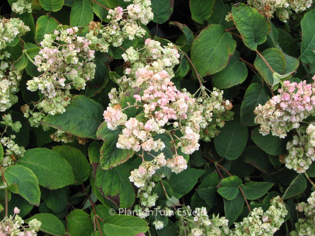 Hydrangea involucrata ‘Hortensis’