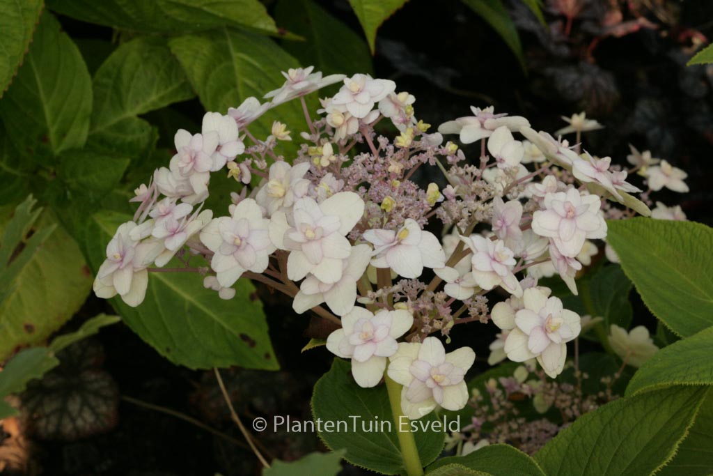 Hydrangea involucrata ‘Multiplex’