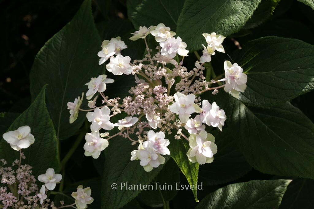 Hydrangea involucrata ‘Tokado-yama’
