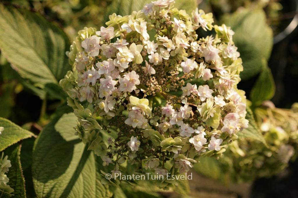 Hydrangea involucrata ‘Yoraku-tama’