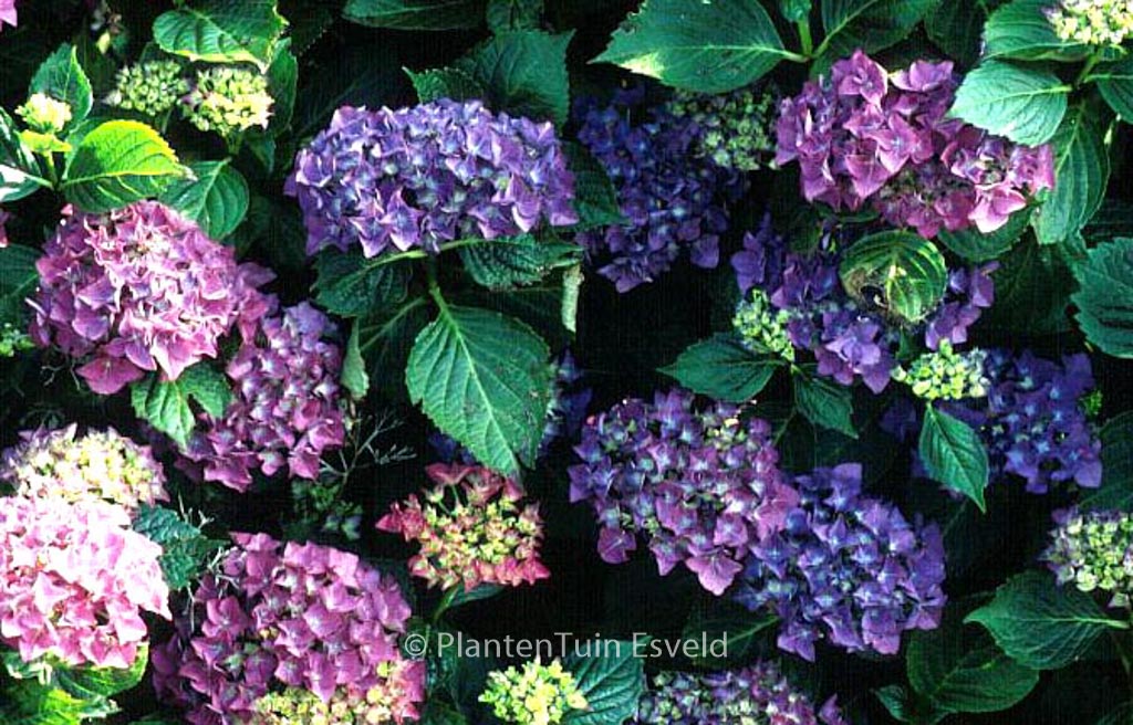 Hydrangea macrophylla ‘Adria’