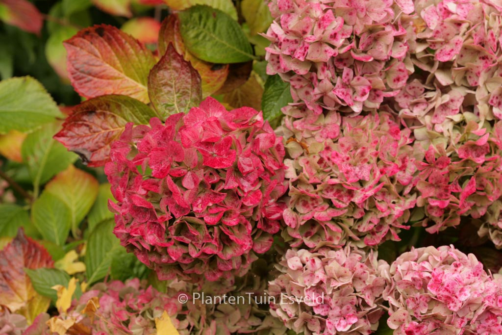 Hydrangea macrophylla ‘Alpengluehn’