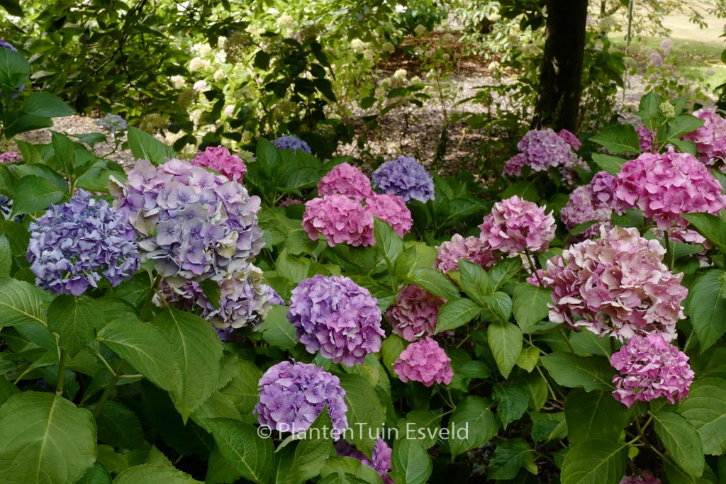 Hydrangea macrophylla ‘Altona’