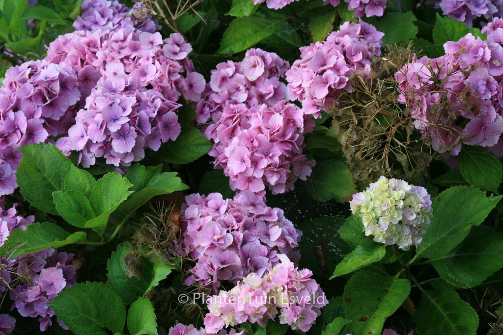 Hydrangea macrophylla ‘Amethyst’