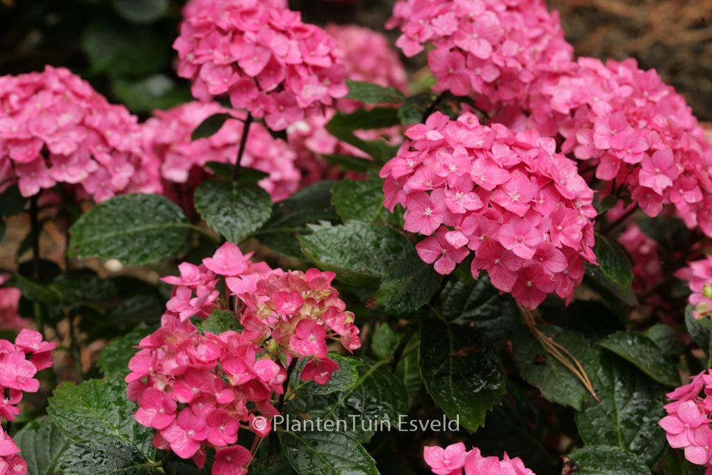 Hydrangea macrophylla ‘Ami Pasquier’