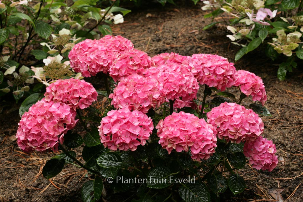 Hydrangea macrophylla ‘Anda Blue’