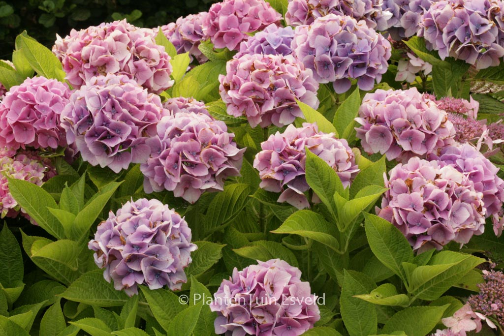 Hydrangea macrophylla ‘Ankong’ (MAGICAL CRYSTAL)
