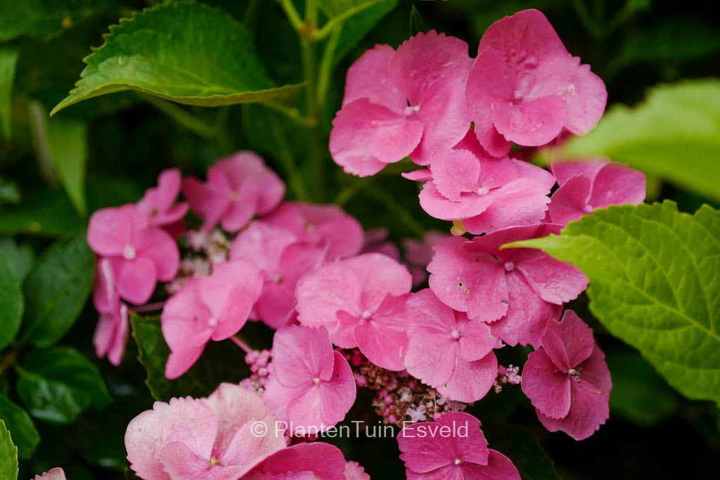 Hydrangea macrophylla ‘Anneke’