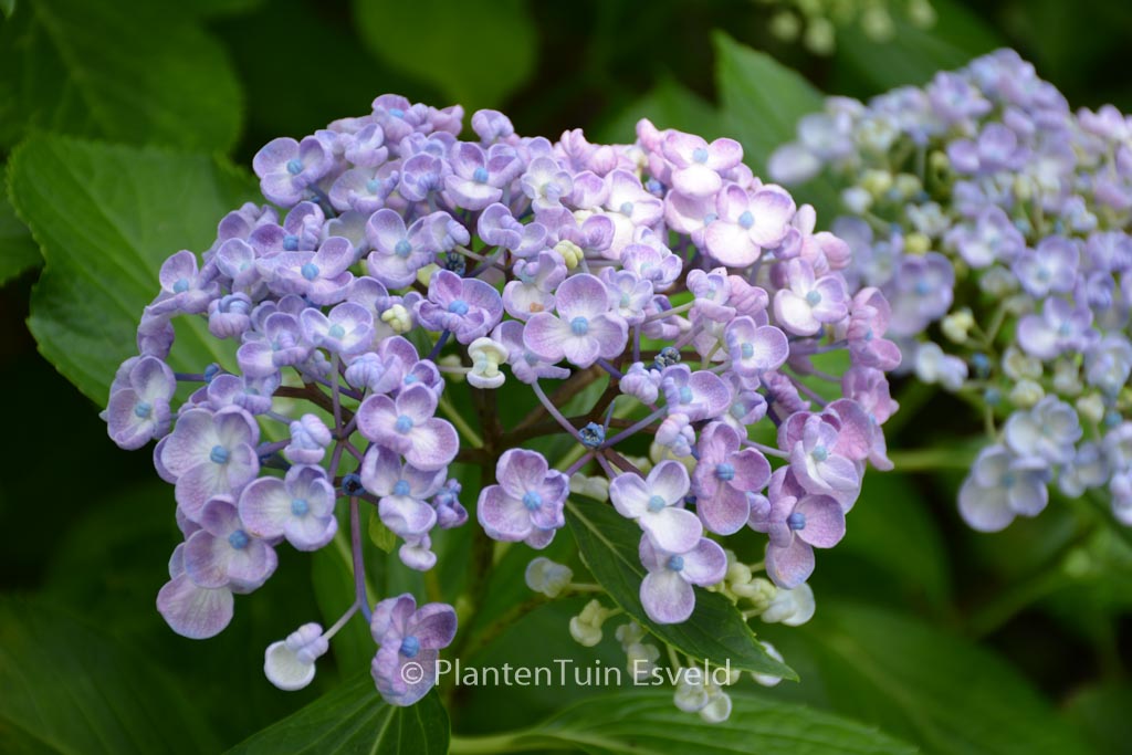 Hydrangea macrophylla ‘Ayesha’