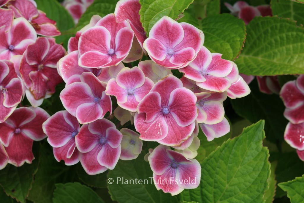 Hydrangea macrophylla ‘Bavaria’