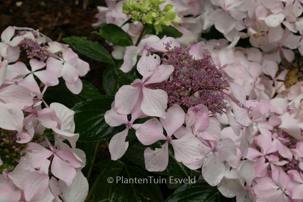 Hydrangea macrophylla ‘Beaute Vendomoise’