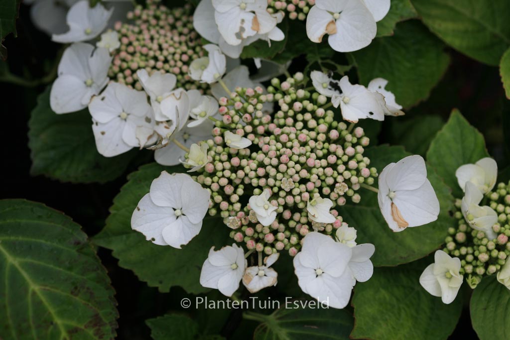Hydrangea macrophylla ‘Benxi’