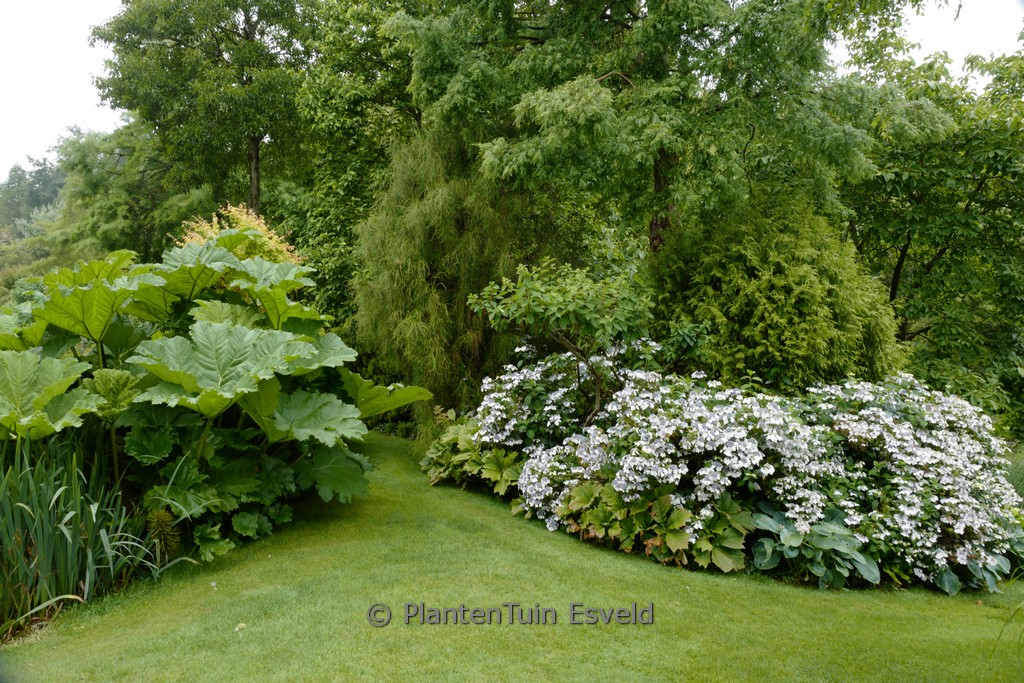 Hydrangea macrophylla ‘Blanc Bleu Vasterival’
