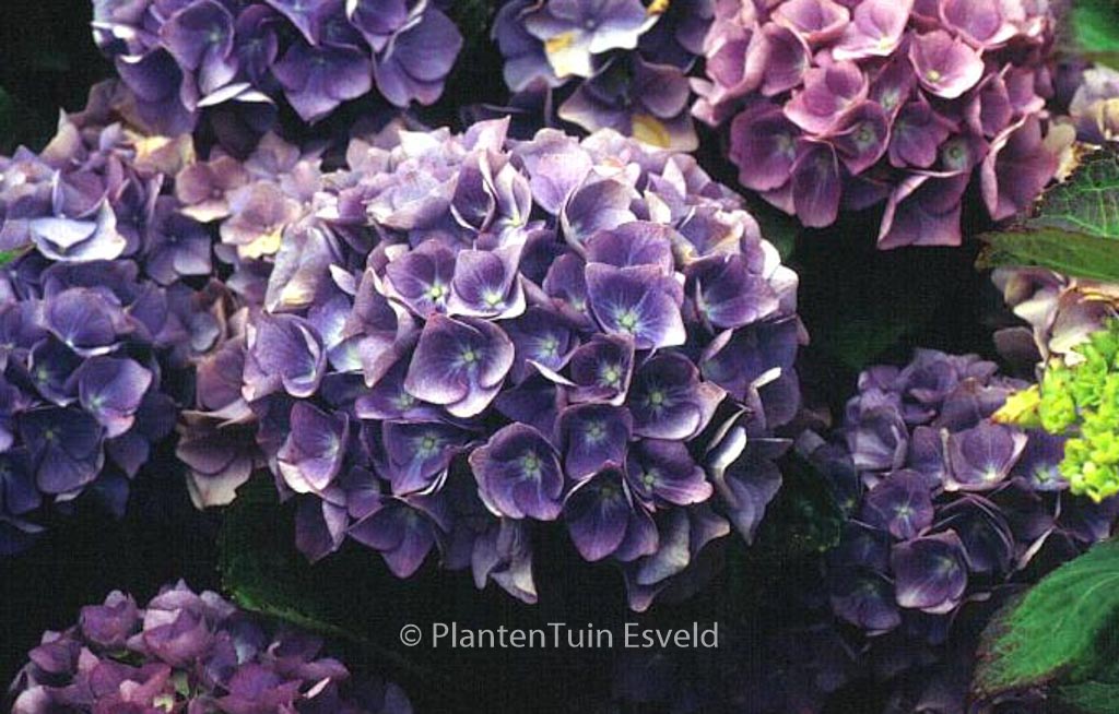 Hydrangea macrophylla ‘Blauer Zwerg’ (LAVBLAA)
