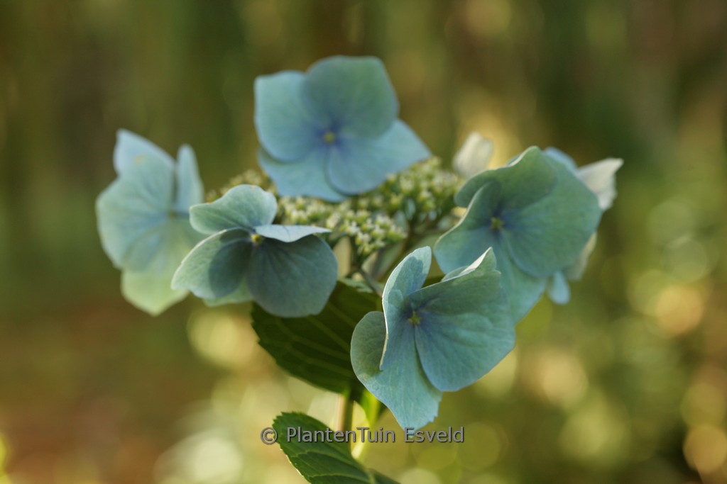 Hydrangea macrophylla ‘Blaumeise’