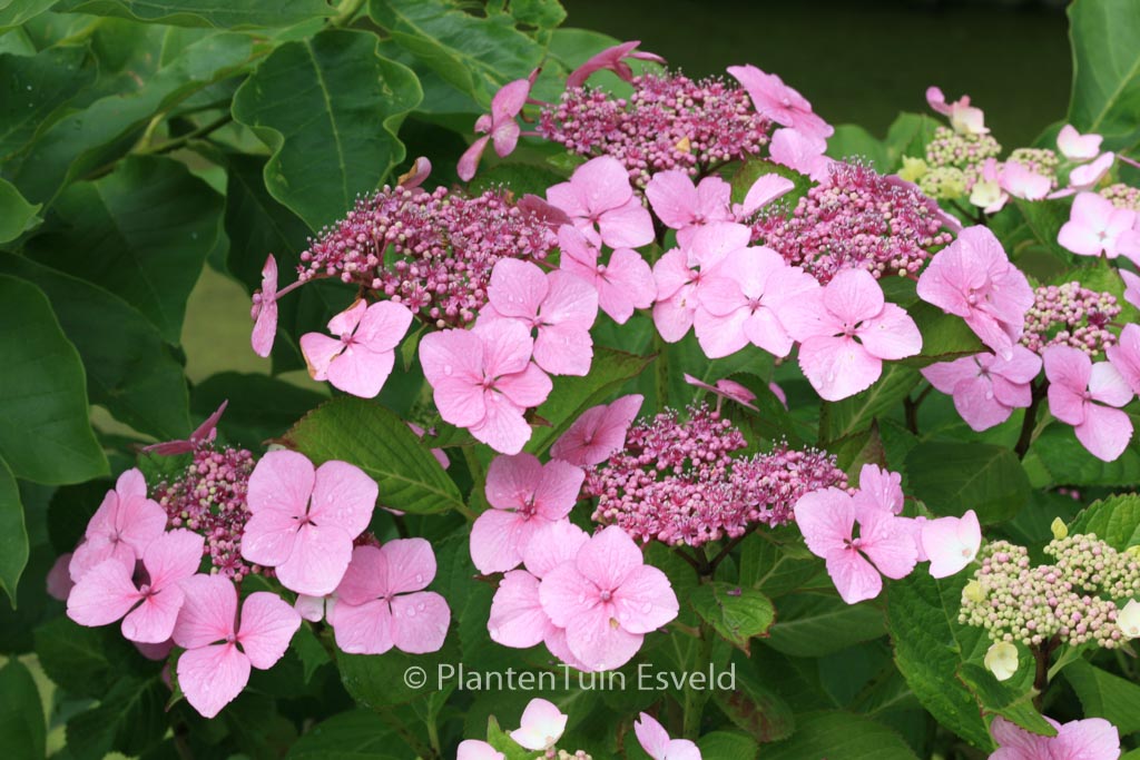Hydrangea macrophylla ‘Bleu Bleu Vasterival’