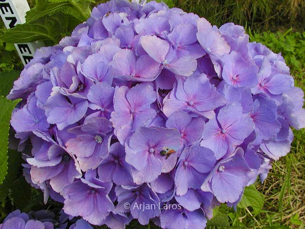 Hydrangea macrophylla ‘Bodensee’