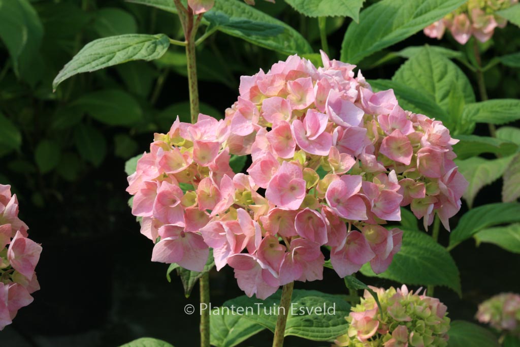 Hydrangea macrophylla ‘Bouquet Rose’
