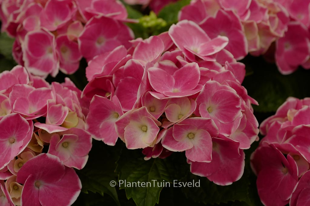 Hydrangea macrophylla ‘Cabaret’
