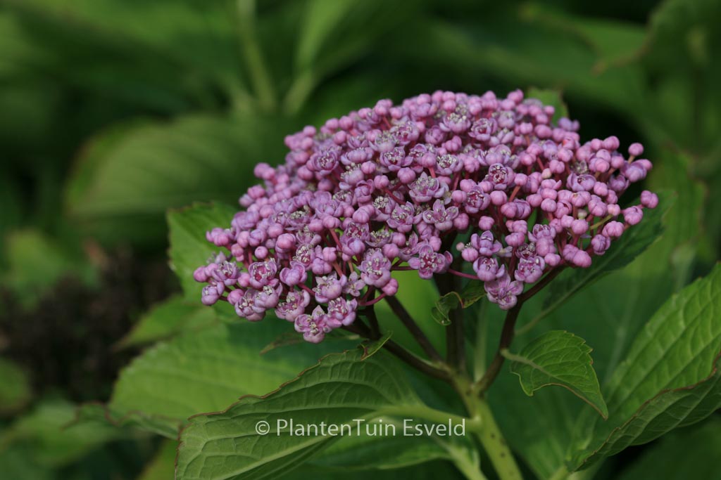 Hydrangea macrophylla ‘Concavosepala’