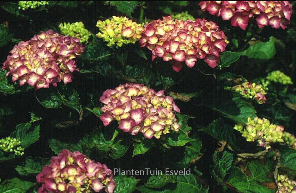 Hydrangea macrophylla ‘Constellation’