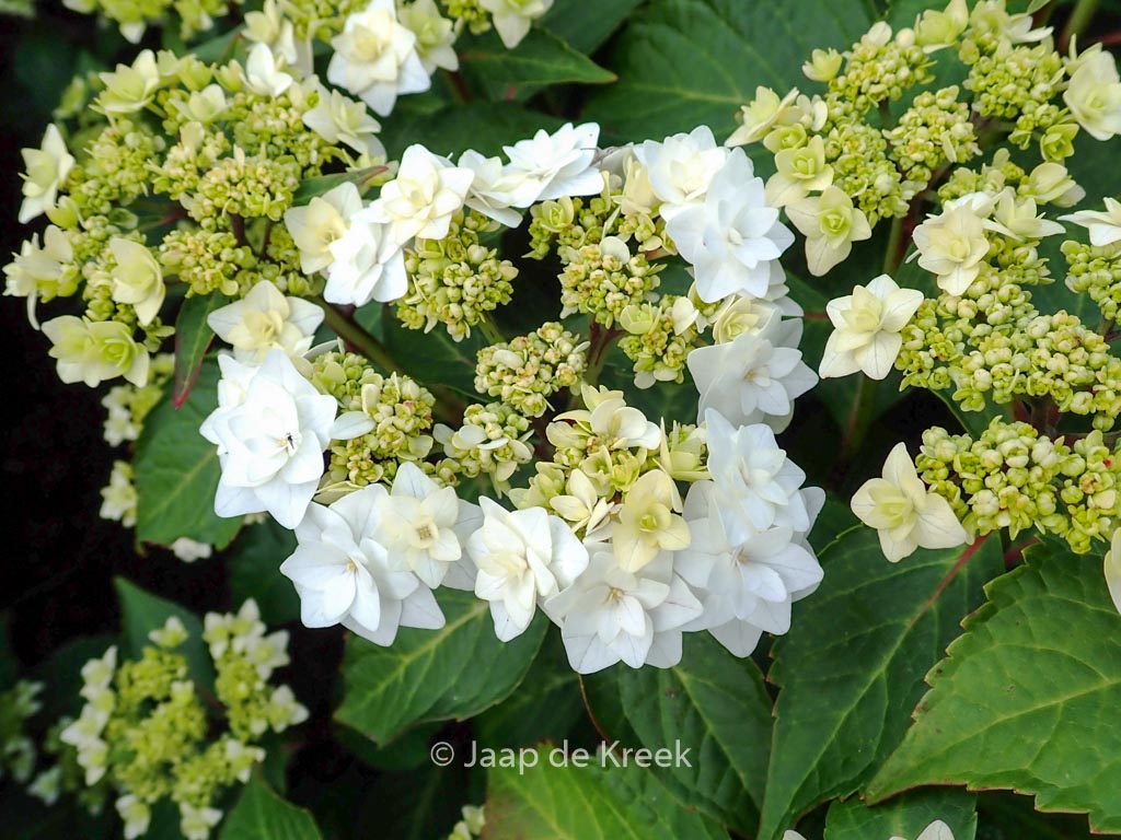 Hydrangea macrophylla ‘Dancing Snow’ (WEDDING GOWN DOPPIO BIANCO)