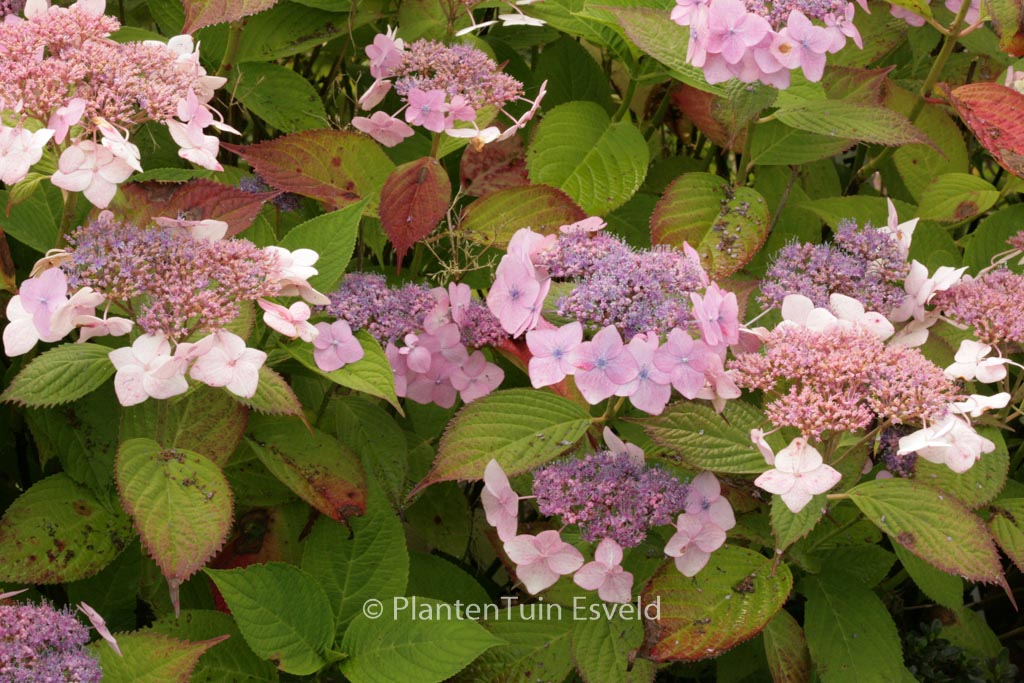 Hydrangea macrophylla ‘Dart’s Romance’